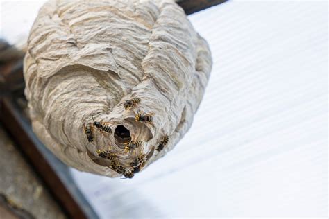 Wasp And Hornet Control Tips For Commercial Properties James River Pest Solutions