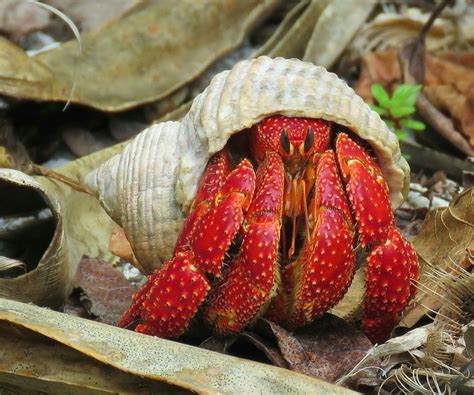 Strawberry land hermit crab | Animales