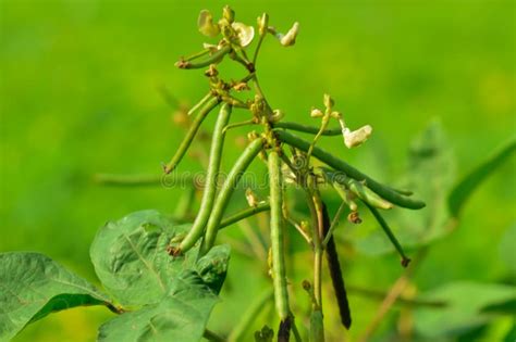 Mung Bean Flower Crop Planting At The Field Cultivation Of Moong Crop