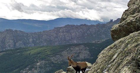 Pyrenean Ibex « Inhabitat – Green Design, Innovation, Architecture ...