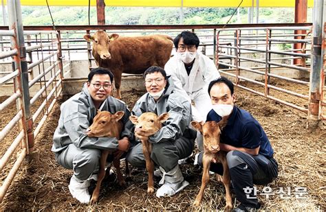 포토뉴스 경북 안동서 수정란 이식으로 한우 세쌍둥이 출산