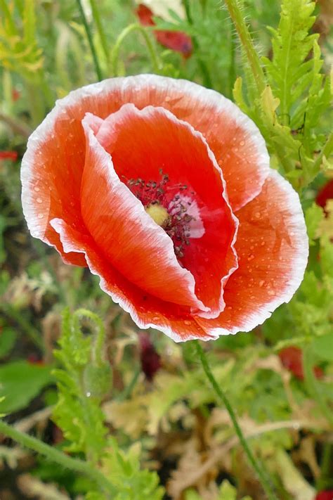 Poppy Papaveraceae Flora Free Photo On Pixabay Pixabay