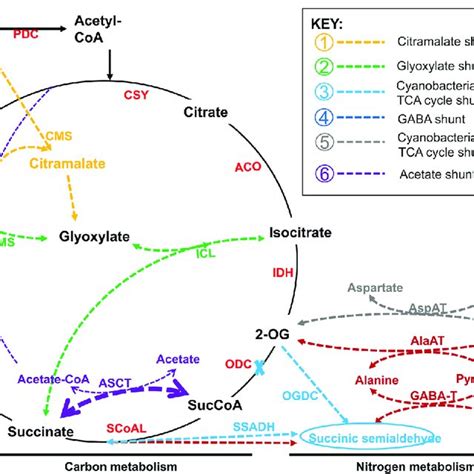 Natural Tricarboxylic Acid Tca Cycle Variants The Classical Tca Cycle Download Scientific