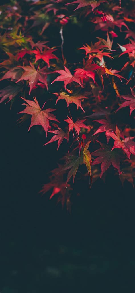 iPhone Autumn Wallpaper - 111