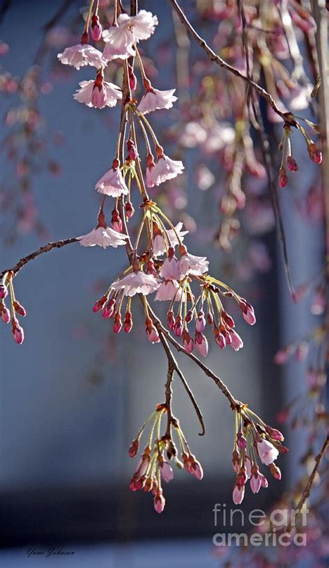 Weeping Cherry Blossom Photograph by Yumi Johnson - Pixels