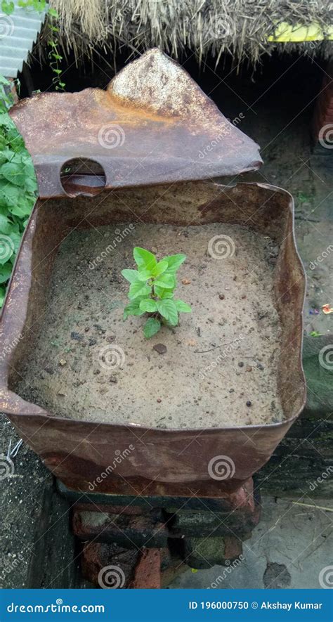 Organic Herb Plants Tulsi Small Plant Stock Photo Image Of Rama