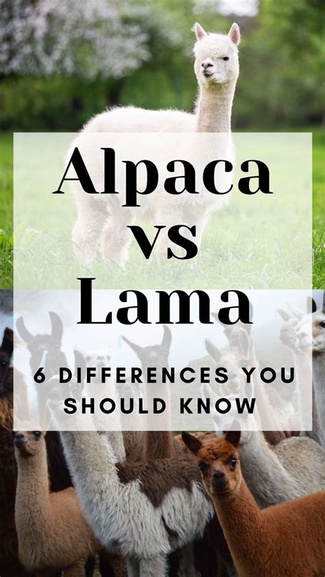 Alpaca Vs Lama Differences Alpaca Vs Llama Alpaca Pictures Alpaca Farm