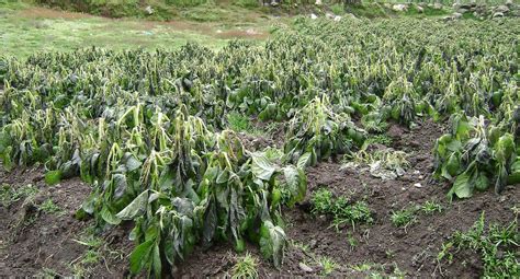 Pasco Helada Afecta Varias Hectáreas De Cultivos De Papa Y Pastos