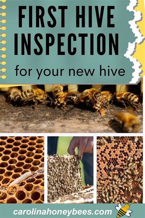 Free Printable Hive Inspection Sheets Printable Templates Free