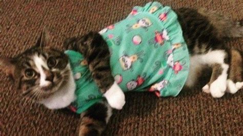 These 26 Cats In Pajamas Are The Cats Pajamas Cutesypooh Cats And