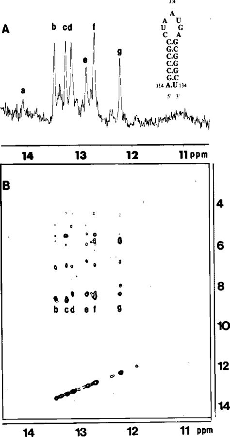 Figure From Nmr Evidence For The Rna Stem Loop Structure Involved In