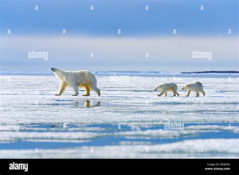 Familia De Osos Polares En El Hielo Marino Svalbard Fotograf A De