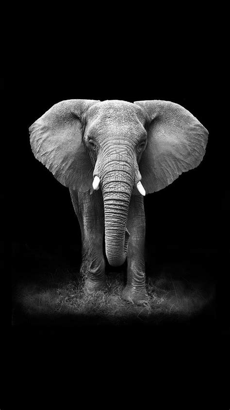 Pin de 𝕾𝖚ɳ𝕾𝖍𝖎ɳ𝖊 em All Animals Fotografia de elefante Arte de