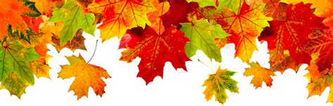 Fall-Leaves_Header1 | CWA 9003