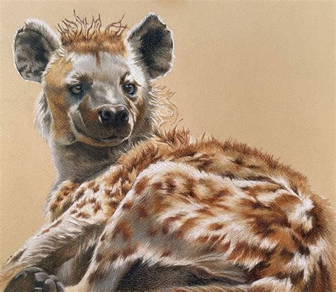 Spotted Hyena Drawing | Animal drawings, Drawings, Hyena