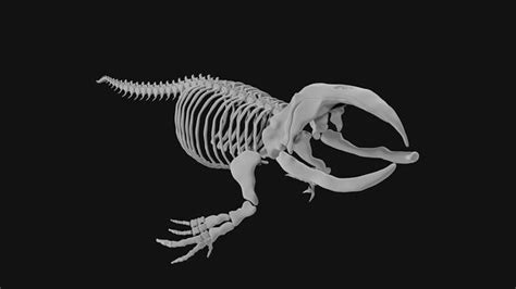 Bowhead Whale Skeleton 3D model | CGTrader