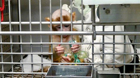 Baby Monkeys’ Eyes Sewn Shut by Harvard Experimenter | PETA