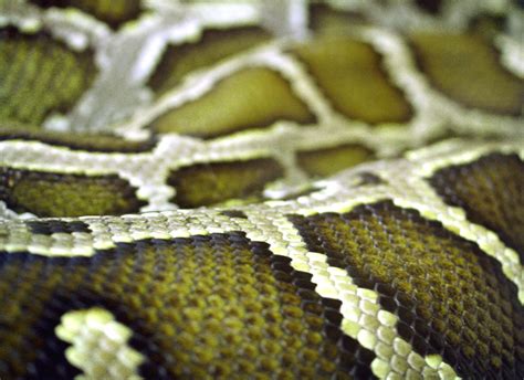 Snake Skin Free Photo Download Freeimages