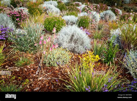 Kings park wildflowers hi-res stock photography and images - Alamy