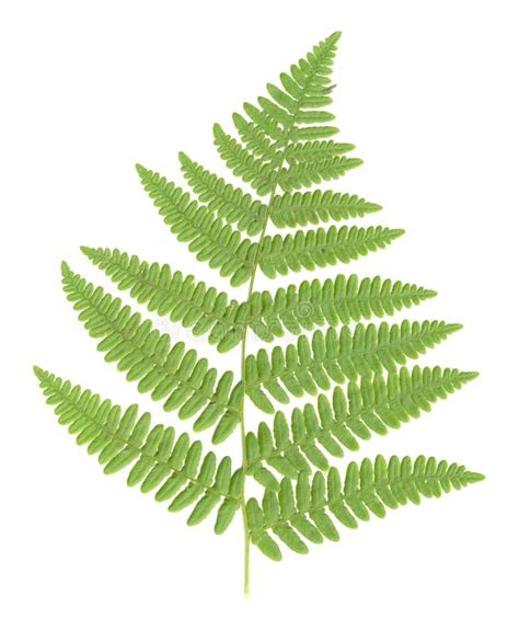 Fern Leaf Isolated Green High Res Fern Frond Isolated On White