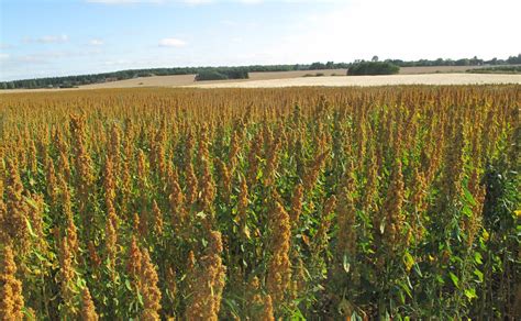 How To Grow Quinoa | Quinoa Quality