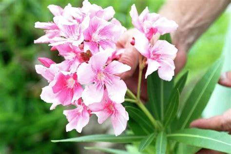 Oleander Blüten oder Samenkapseln abschneiden Nützliche Pflege Tipps