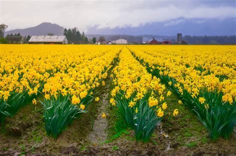 Skagit Valley Daffodil Festival 2024 - Amata Bethina