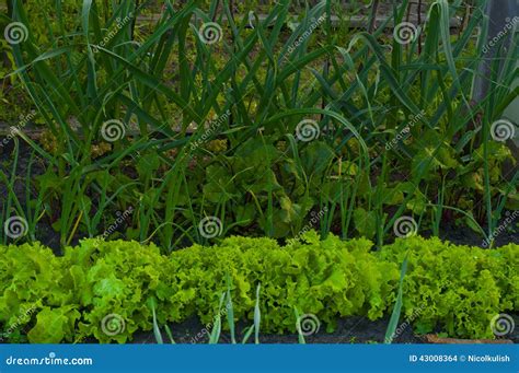 Jardine Uma Salada Verde Um Alho E Uma Beterraba Foto De Stock