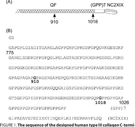 Figure From Vascular Ehlers Danlos Syndrome Mutations In Type Iii