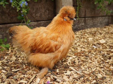 Silkie Gold Mantel Farm