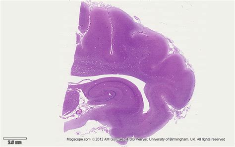 Histology Slide Download. Magscope.com