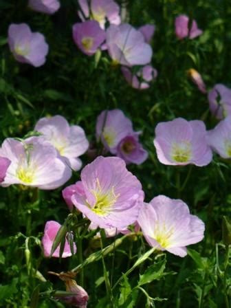 Pink Evening Primrose, Pink Ladies, Pink Buttercups, Showy Evening ...