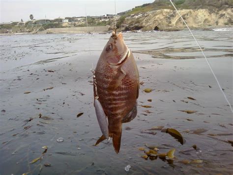 Fishing Corona Del Mar | Saltwater Fishing Forums