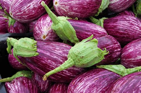 Growing Indian Eggplant