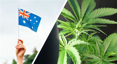 Nsw Greens Introduce Bill To Legalise Recreational Cannabis Cannaus