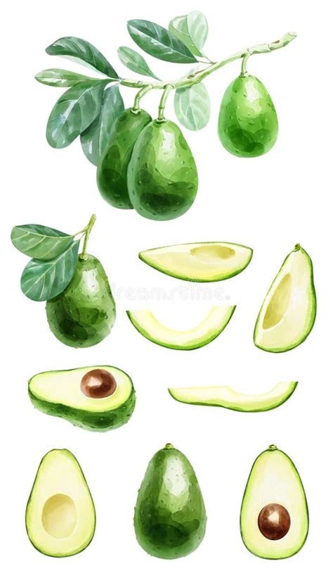 Big Watercolor Set Of Avocados Image With Cut Fruits A Branch Of