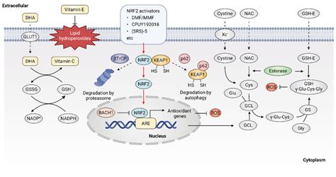 Antioxidant Therapy In Cancer Encyclopedia Mdpi