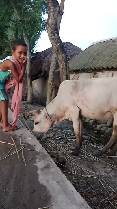 আমি তো গরু কিনছি ভাই যে দেখে সে বলে কতো নিছে ভাই Vairaltranding