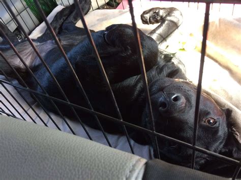 diy cheap dog kennel ideas 5