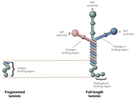 Why stem cells prefer full-length laminin-521 substrate - BioLamina 
