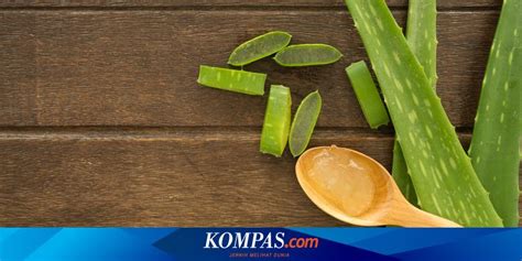 Manfaat Minum Jus Lidah Buaya Untuk Kesehatan