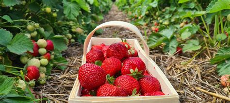 Meyers Hof Erdbeeren Zum Selbstpfl Cken In Schillerslage Burgdorf