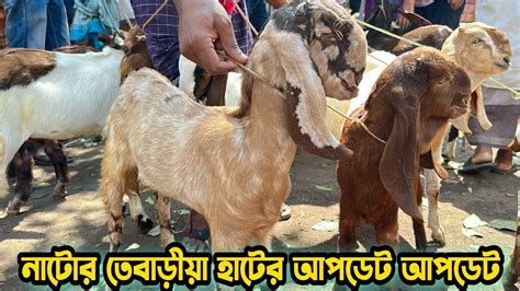 আজকের নাটোর তেবাড়ীয়া হাটের আপডেট। ক্রস বড় ছাগল ও ছোট ছাগল কেমন দামে