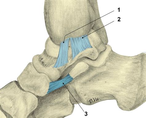 Imaging Of Acute Capsuloligamentous Sports Injuries In The Ankle And