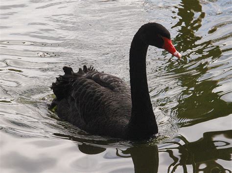 Cisne Negro Faunia