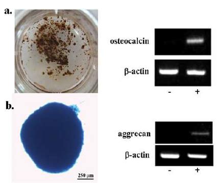 Osteogenic A And Chondrogenic B Potential Of Msc A Von Kossa