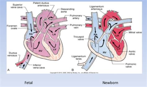 ductus arteriosus  foramen ovale