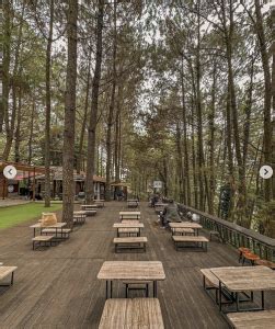 Kopi Daong Bogor Sensasi Ngopi Di Tengah Hutan Pinus Lapis Bogor