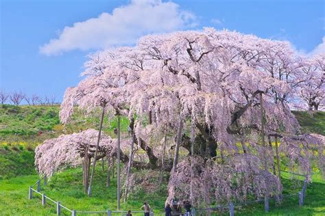 三春滝桜の絶景｜zekkei Japan