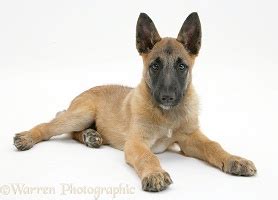 Belgian Shepherd Dog pup photo WP30681